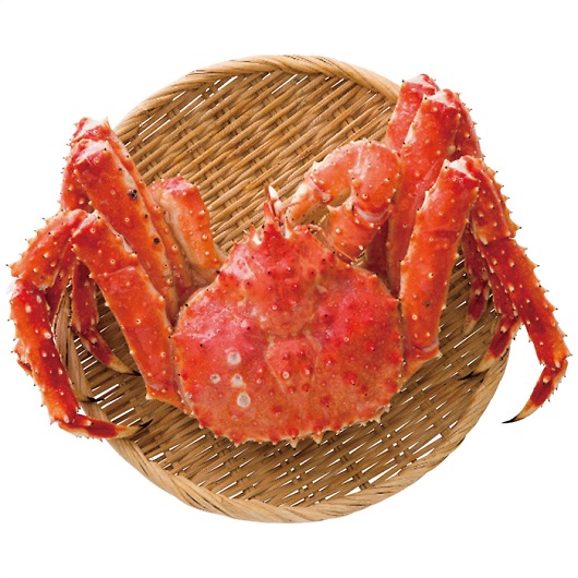 ԑY {C΂Ɏp AP-008 摜1