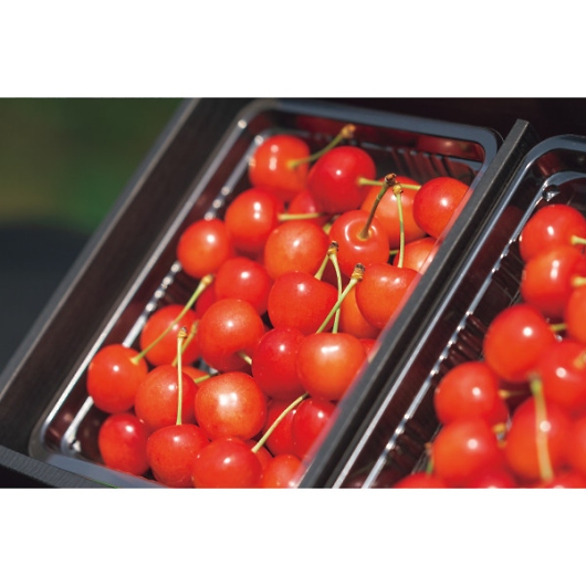 �A���X���[�t�@�[�� �������ځi600g�j �摜2
