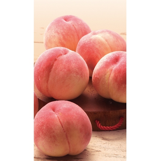 �R�����Y�̓� 26306 [�Y���i] �摜2