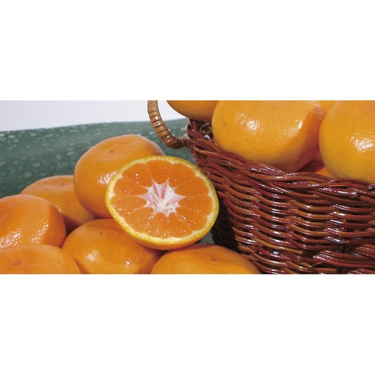 �_�C���ʉ� �a�̎R���Y �c���M�݂��� TMM-50RW �摜2