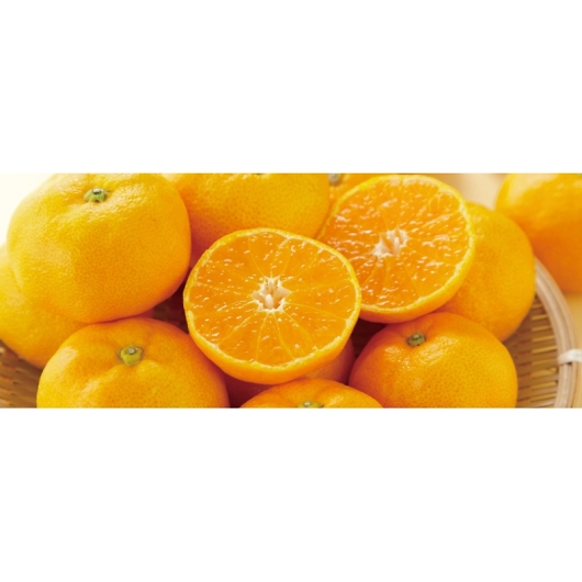 �É����Y �O�P���݂��� S�T�C�Y ��5kg YO-569 �摜2