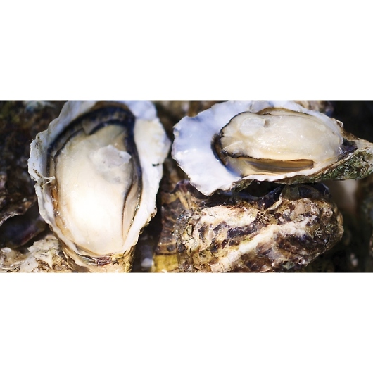 �L�������Ƌ����g���A���� �L�����y�̃J���J���Ă� H-KY16 �摜2