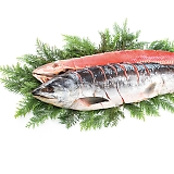 �V�����p�ؐg AR-C17(F)